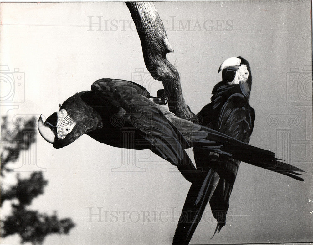 1966 Macaws Birds Caribbean Gardens Florida-Historic Images