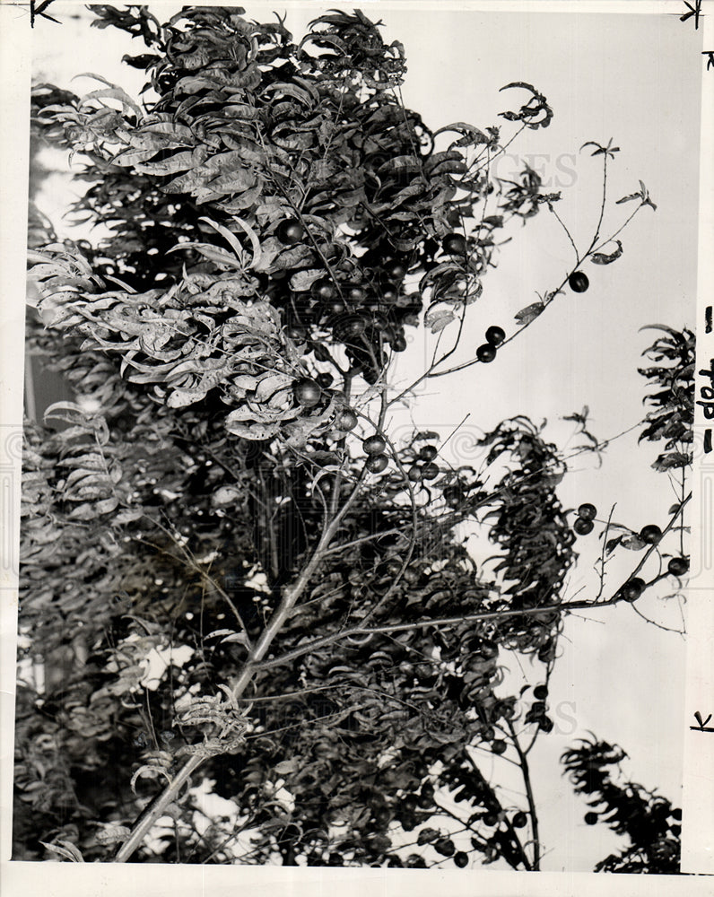 1944 Nectarines tree branch yard Frank Bodo-Historic Images