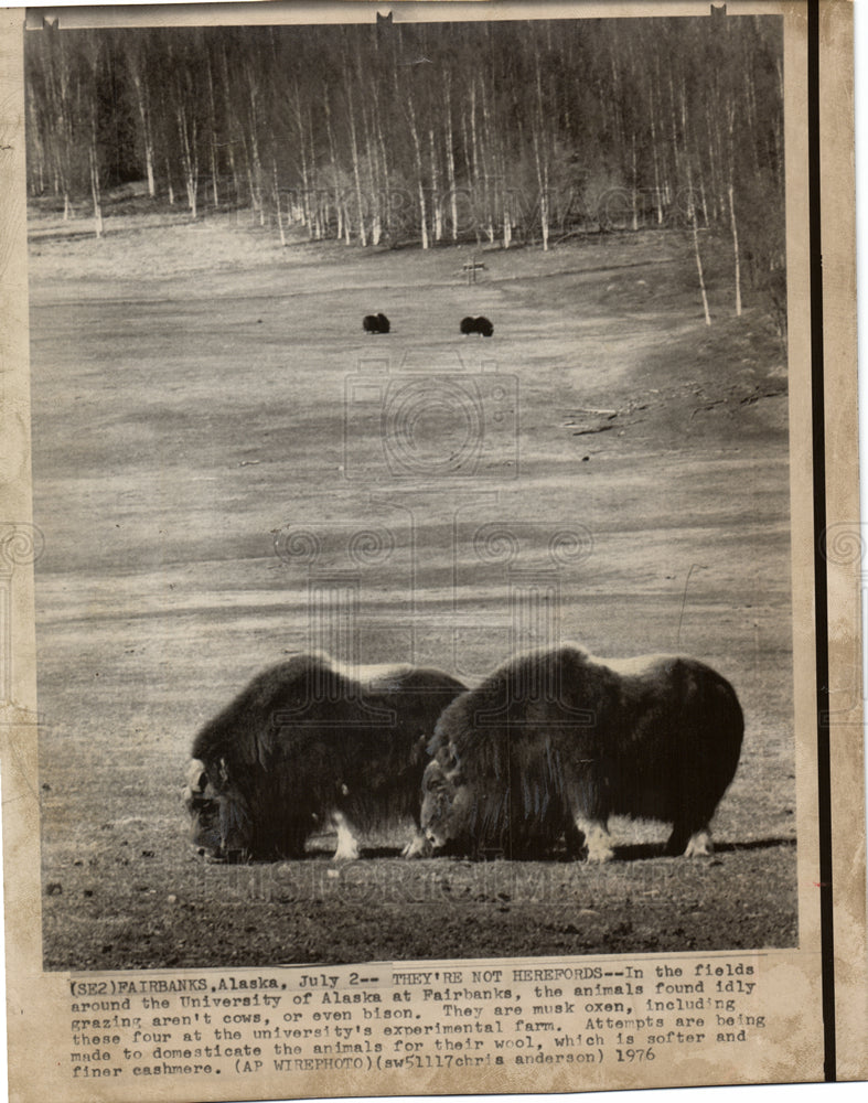 1976 musk oxen University of Alaska-Historic Images