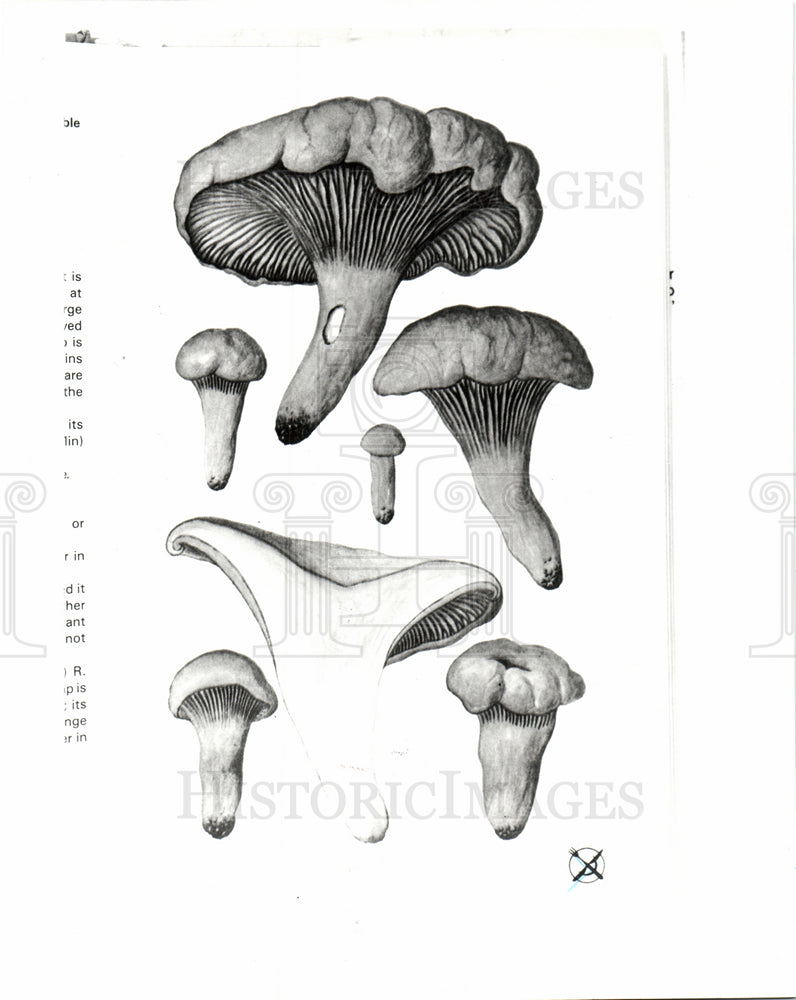 1993 MUSHROOMS-Historic Images