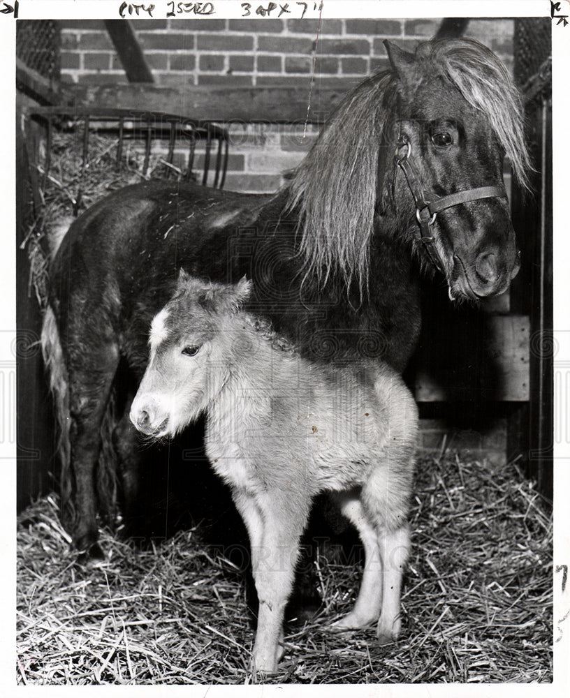 1956 Pony small horse animal-Historic Images