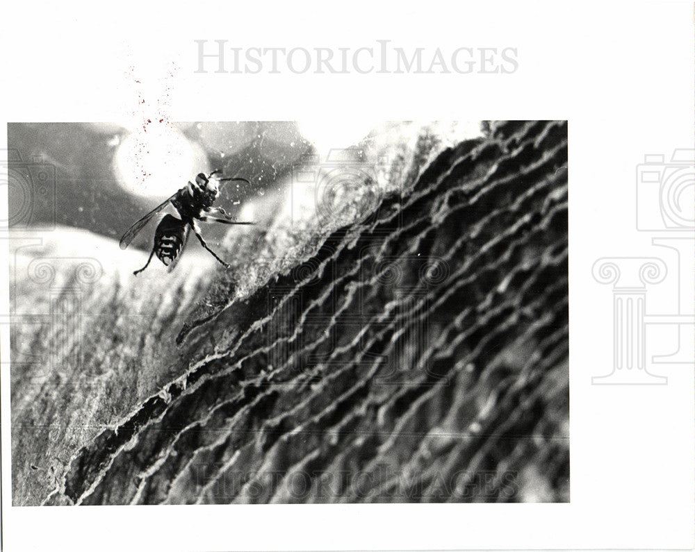 1978 Hornet-Historic Images