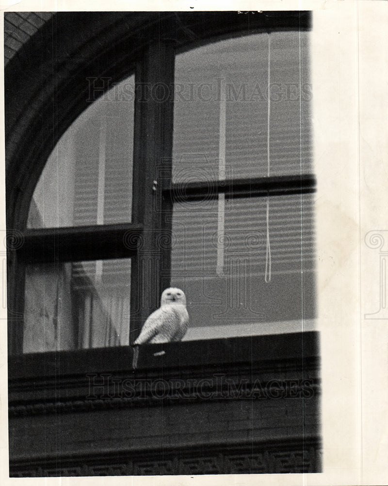 1960 Owl in City-Historic Images