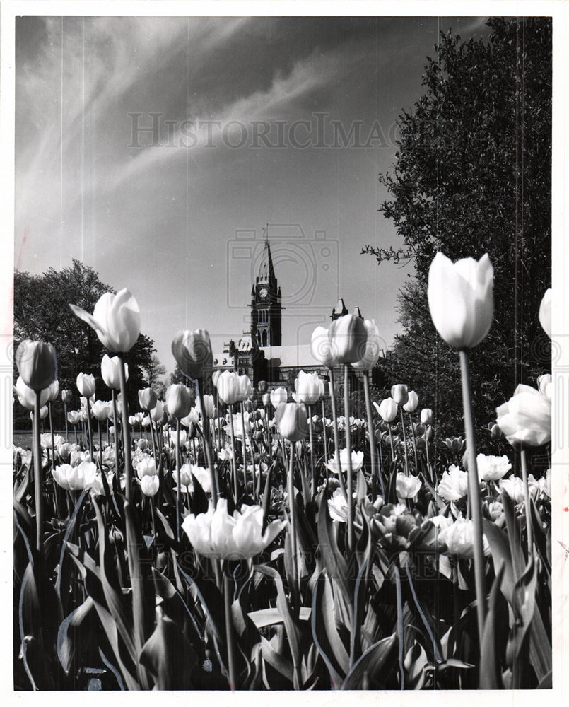 1966 Flowers Nature Ottawa Ontario Canada-Historic Images