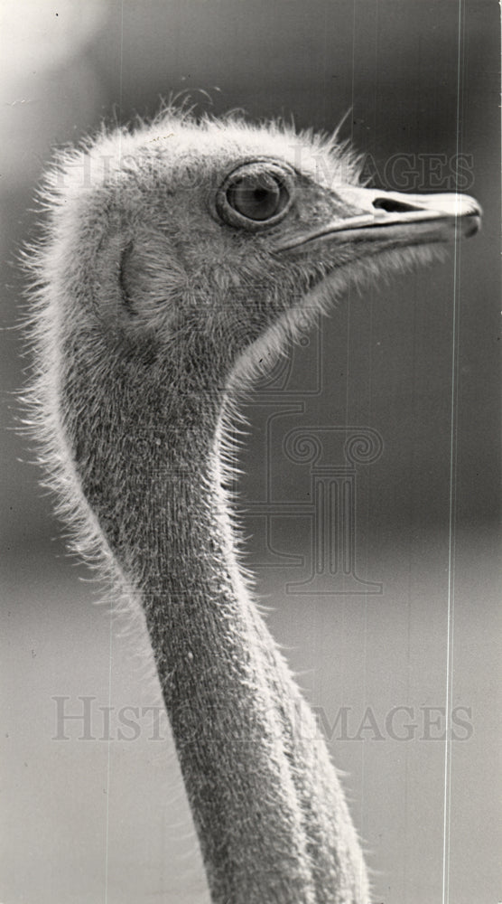 1940 Ostrich Head-Historic Images