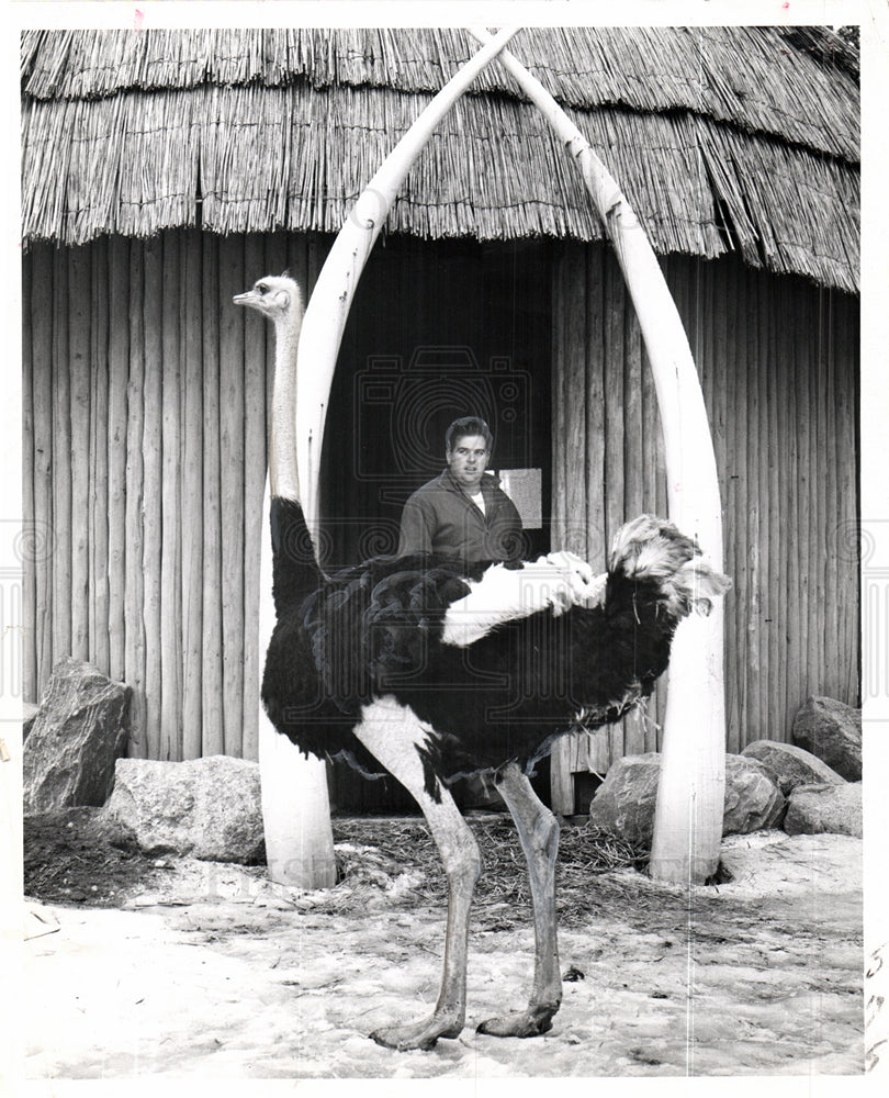 1965 OSTRICH hut tusks-Historic Images