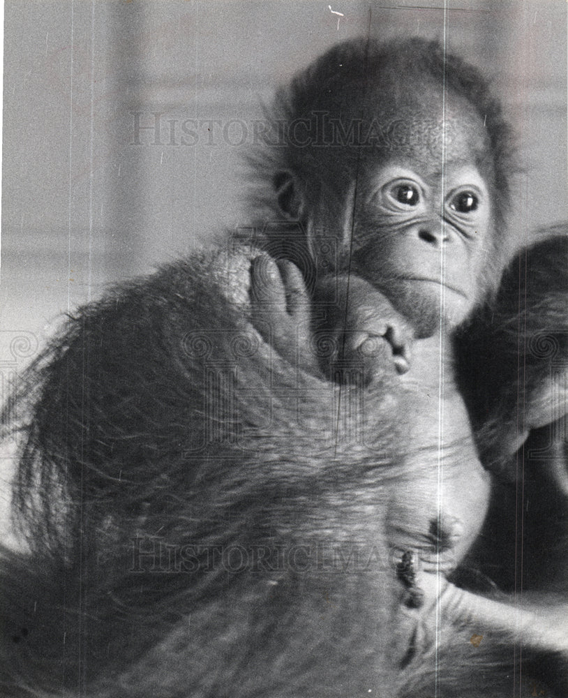 1964 Orangutans-Historic Images