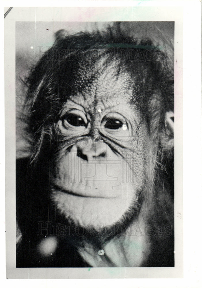 1981 Orangutan - all in the name of science-Historic Images