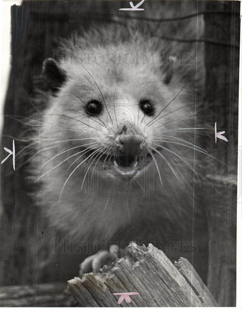 1941 Opossums wildlife-Historic Images