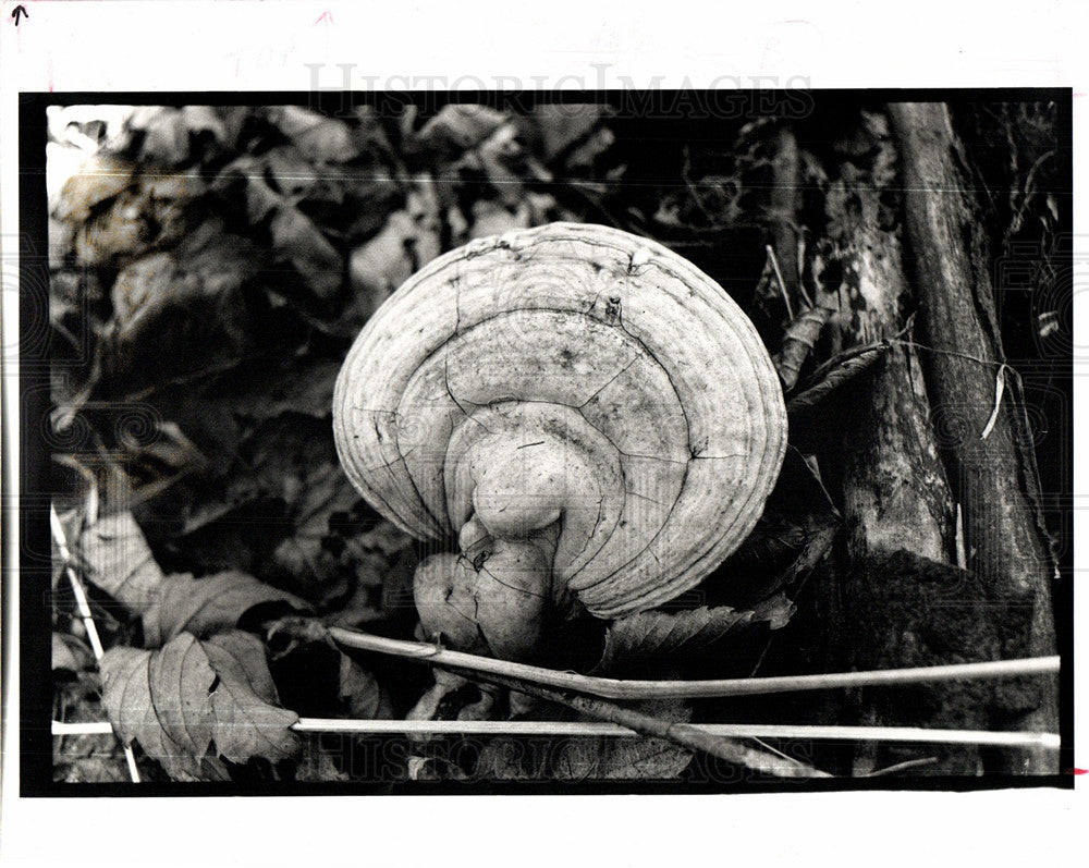 1991 clamshell fungus Oxford Drive nature-Historic Images