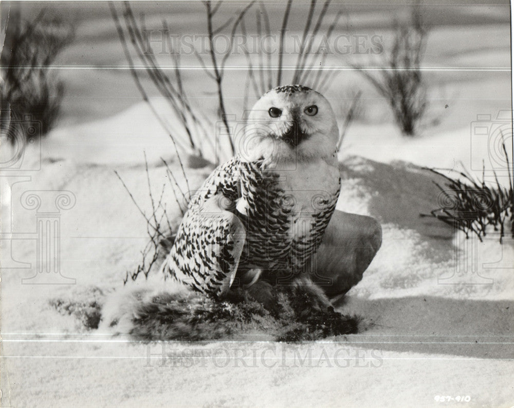 1959 Snowy Owl rabbit nature-Historic Images