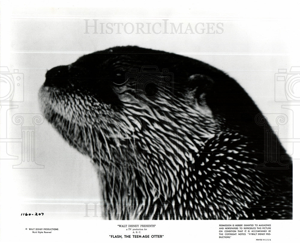 1967 Flash The Teenage Otter-Historic Images