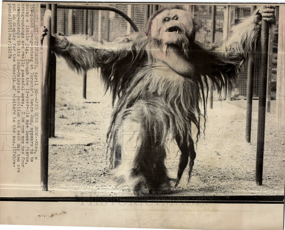 1975 orangutans genus-ape asian-Historic Images