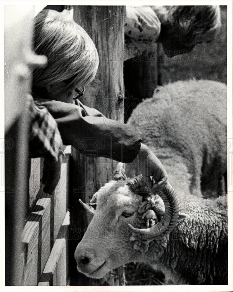 1975 Maybury State Park rams animals sheep-Historic Images