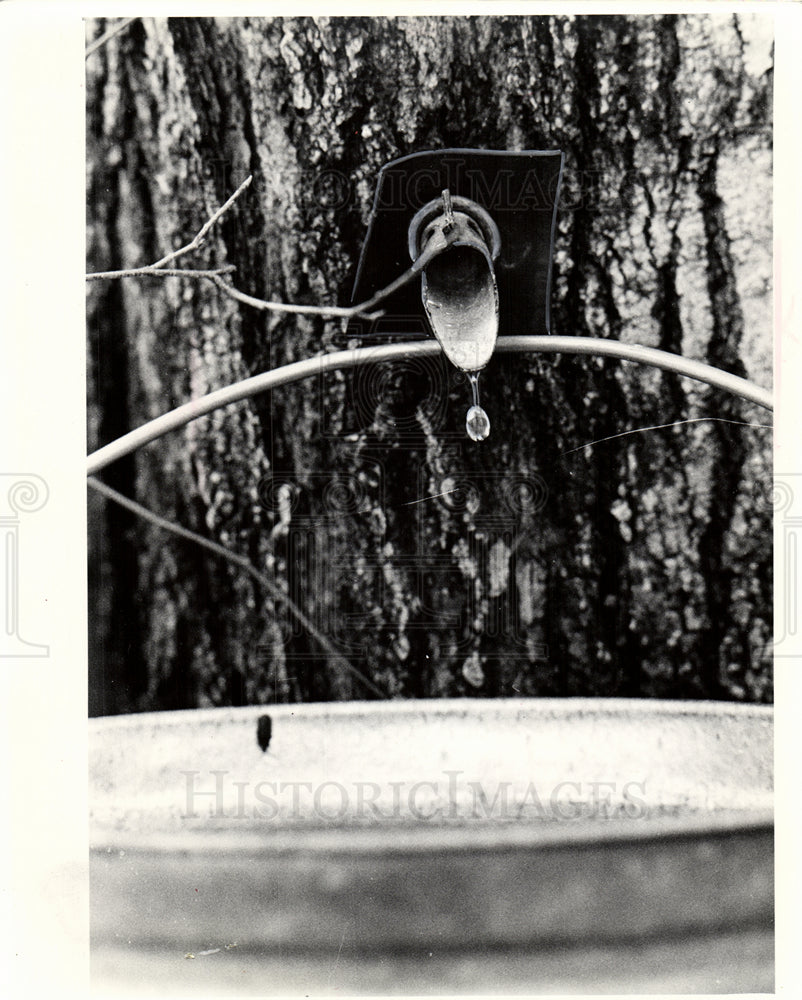 1976 maple syrup drops into a bucket-Historic Images