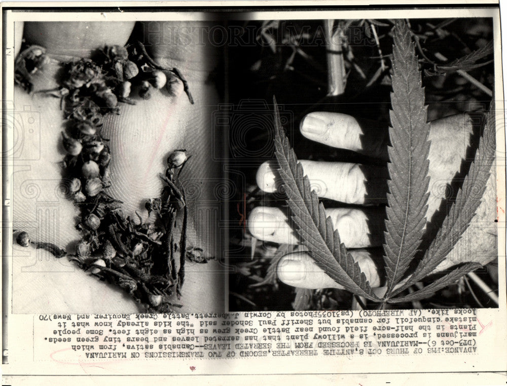 1982 MARIJUANA LEAVES-Historic Images