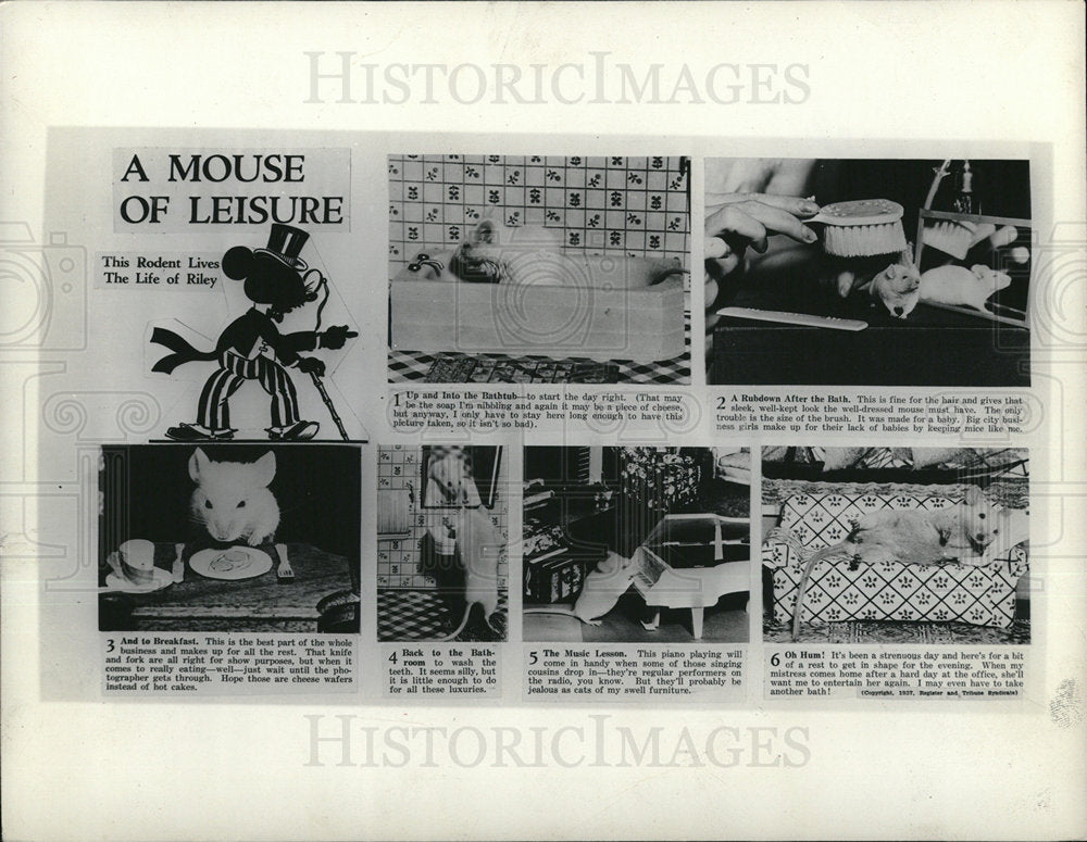 1937 Press Photo Mice- Historic Images