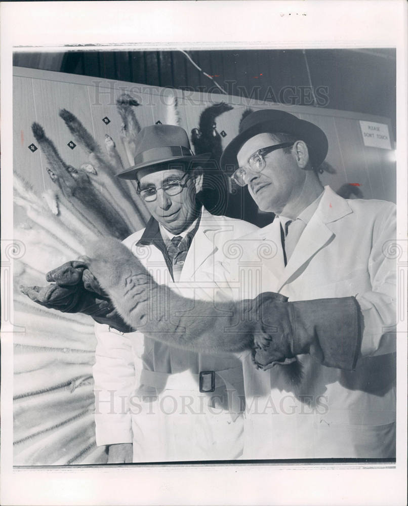 1962 Press Photo Furry Creature MINKS Joe Federchak - Historic Images