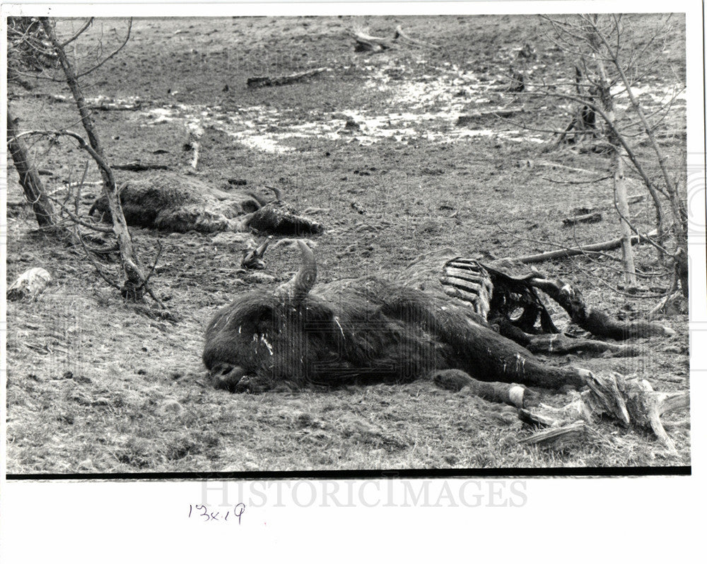 1962 Press Photo yellowstone national park winter - Historic Images