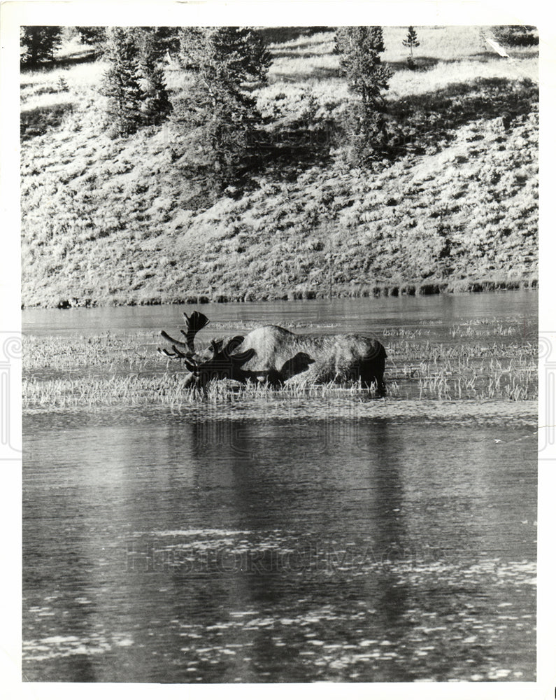 Press Photo Yellow Stone National Park Moose - Historic Images