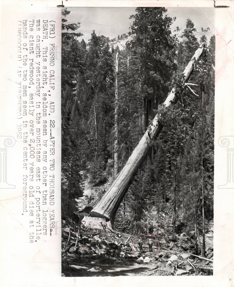 1952 Press Photo Giant Redwoods Fresno California - Historic Images