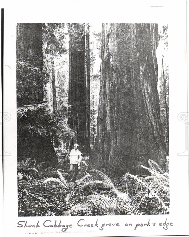 1977 Press Photo Skunk Cabbage Creek Redwoods Forest - Historic Images