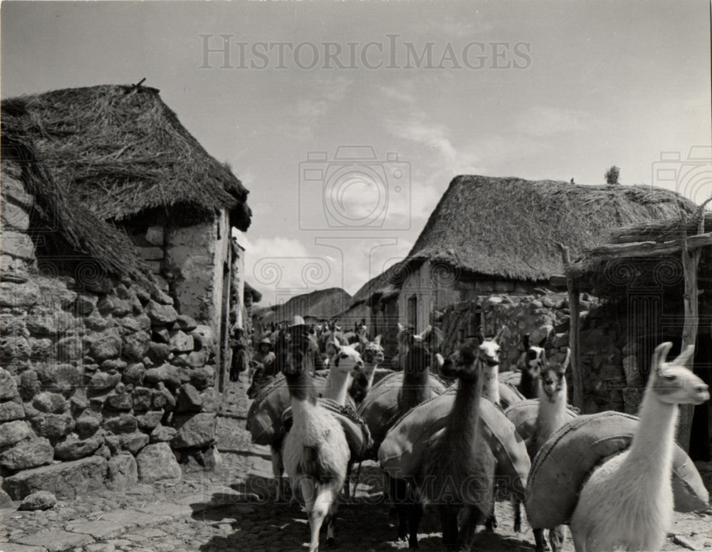 1940 Press Photo Arequipa Peru Llamas Village - Historic Images