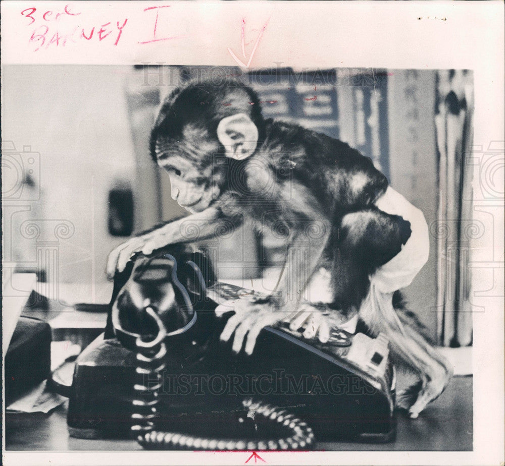 1967 BARNEY ONE MONTH OLD BARBARY APE ZOO - Historic Images