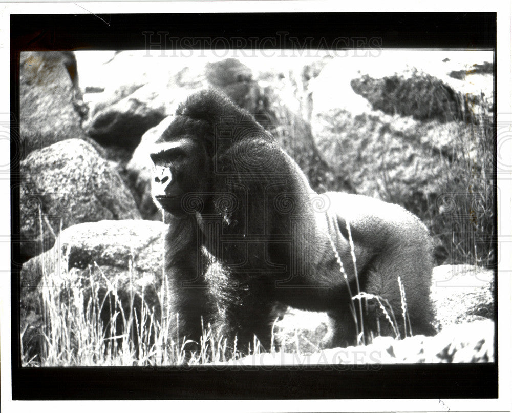 1992 Press Photo Lash silverback lowland gorilla Busch - Historic Images