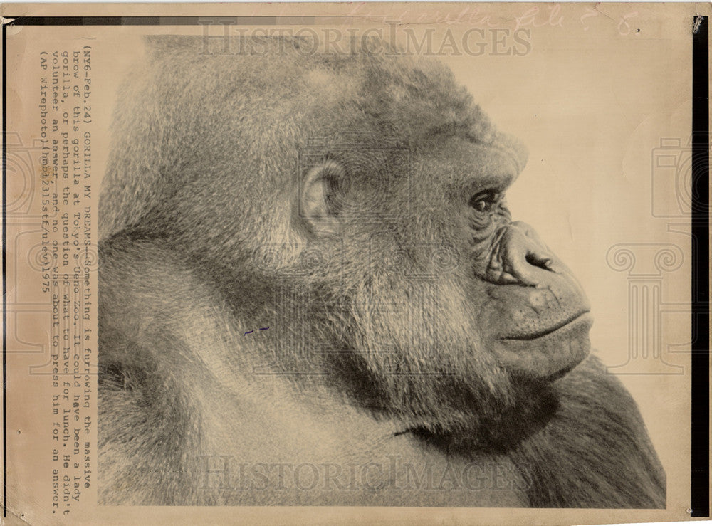 1979 Press Photo Gorilla Ueno zoo Tokyo - Historic Images