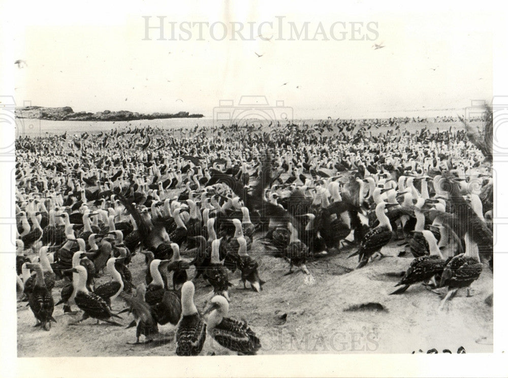 1934 Press Photo Galapagos Islands Piquero Birds - Historic Images