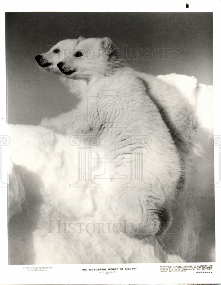 1996 Press Photo POLAR BEAR, PAKA , TANOOK - Historic Images