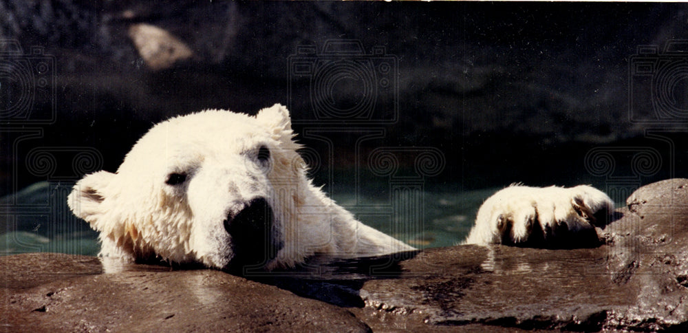 1986 Press Photo bears mammal - Historic Images