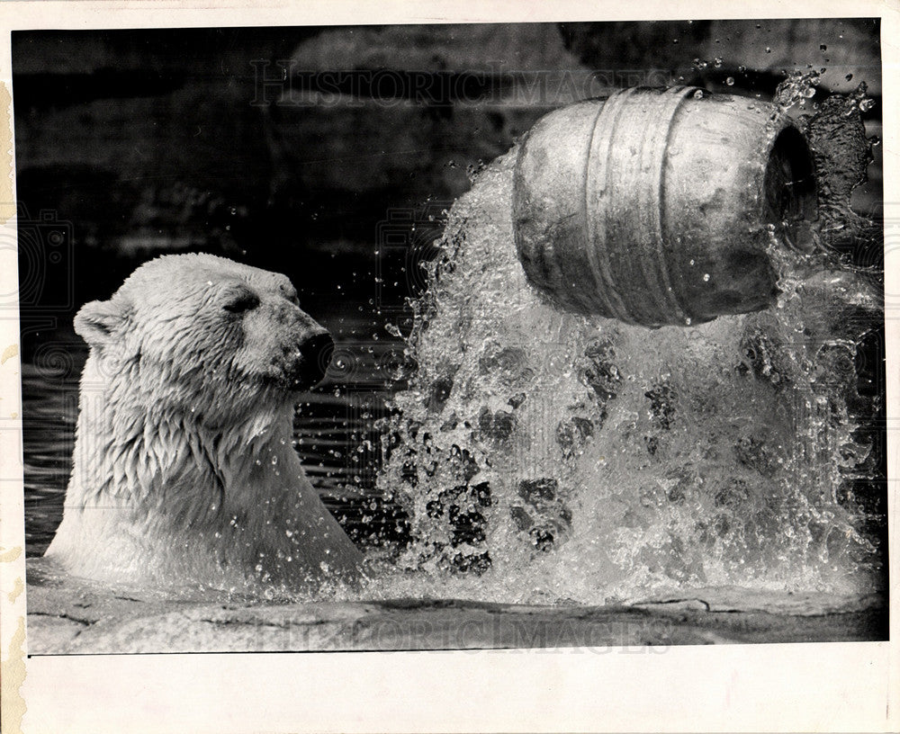 1974 steel keg polar bear-Historic Images