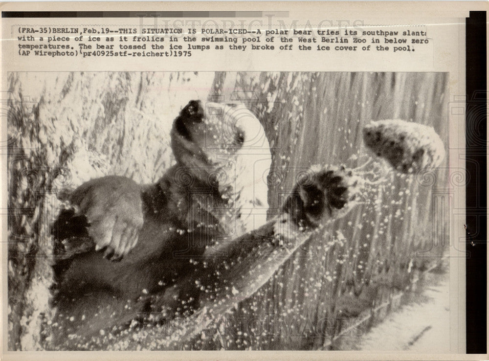 1975 Polar Bear West Berlin Zoo Animal - Historic Images