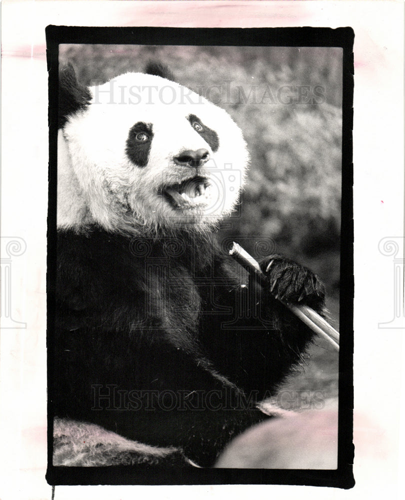 1992 Press Photo Panda Rhinoceroses Detroit  danger - Historic Images