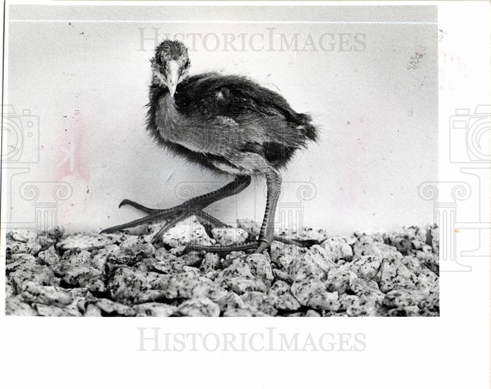 1977 detroit 200 birds gallinule-Historic Images