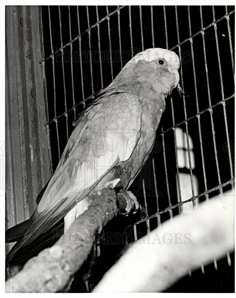 1975 Cockatoo Detroit Zoo Theft Rare Bird-Historic Images