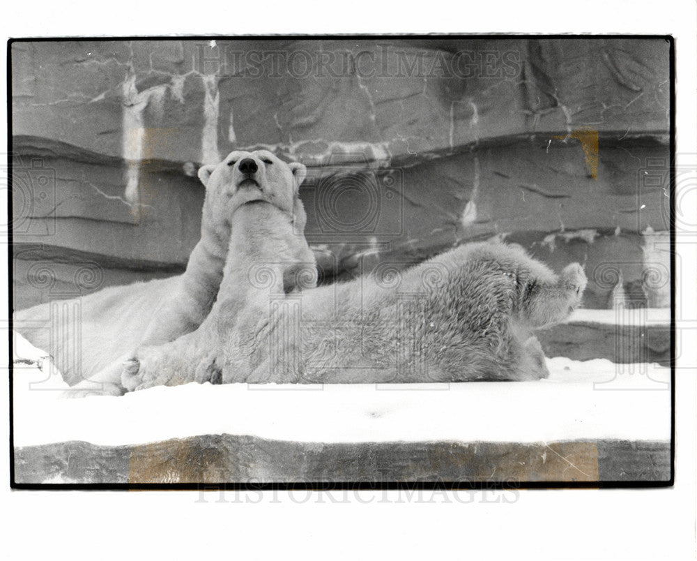 1978 Press Photo detriot zoo polar bear - Historic Images