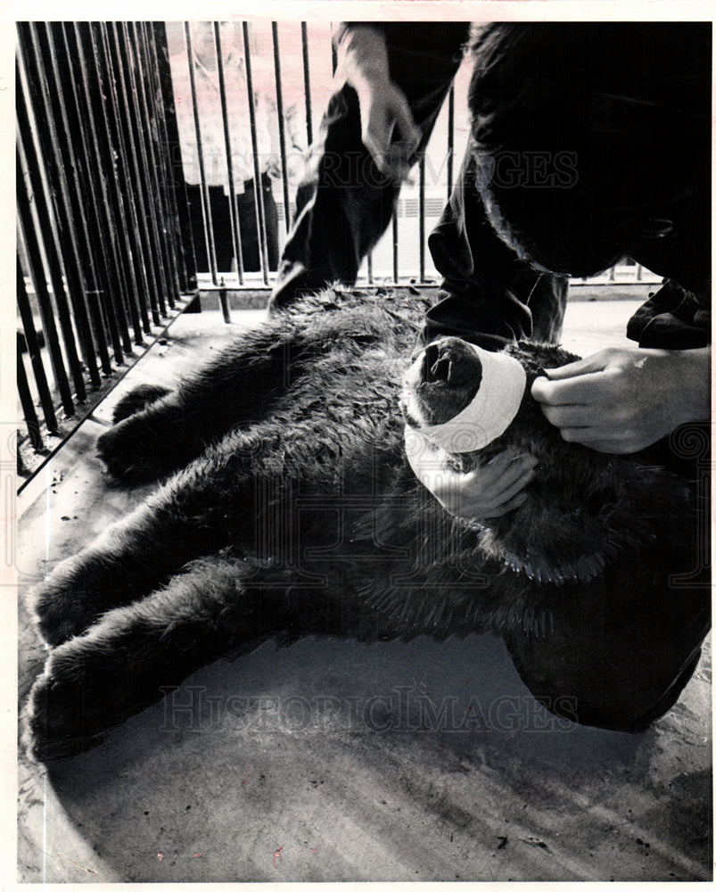 1974 Press Photo detroit zoo bears other than po;lar - Historic Images