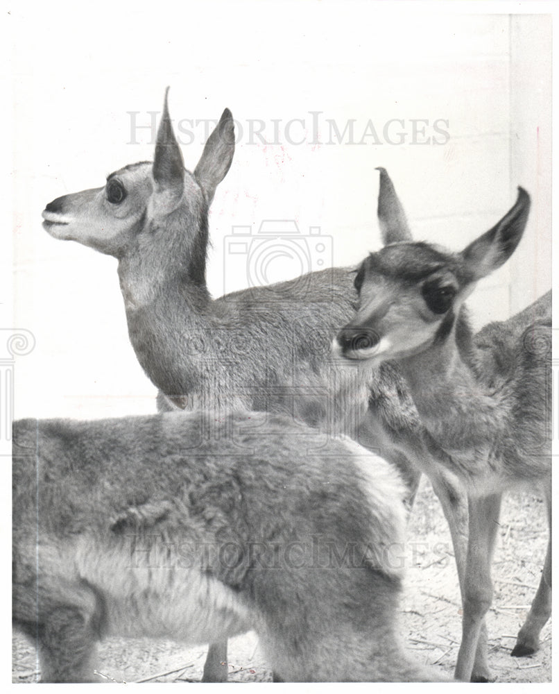 1965 Press Photo Detroit Zoo Antelopes  baby - Historic Images