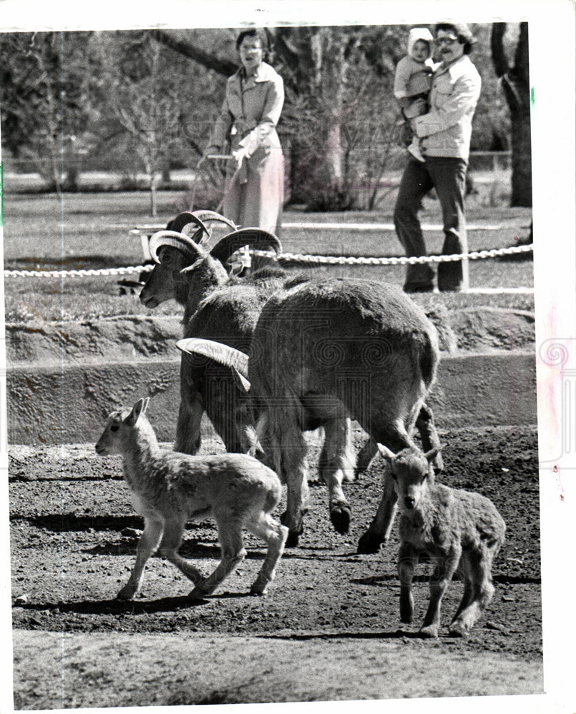 1979 Press Photo DETROIT ZOO, NEW BORN DEBUTS - Historic Images