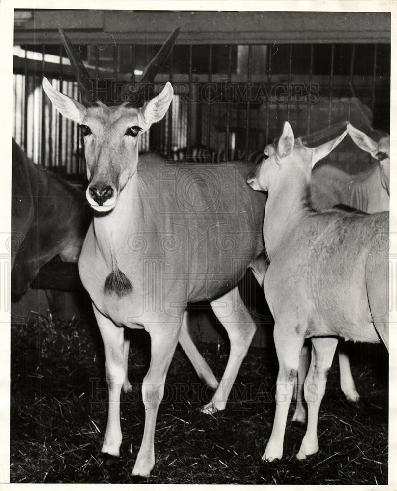 1936 Press Photo Detroit Zoo Antelopes - Historic Images