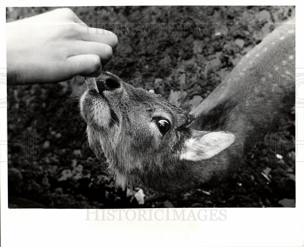 1974 Press Photo Detroit Zoo Deer eating from hand - Historic Images