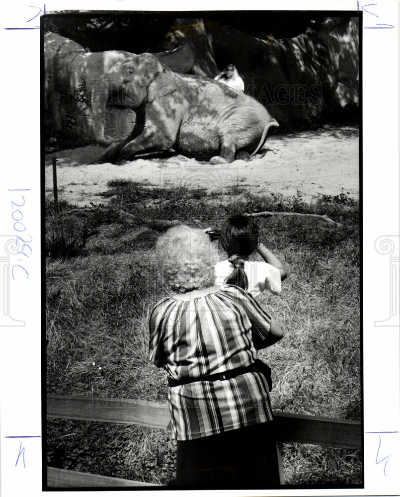 1991 Press Photo Edie Black elephant zoo Lauren Wohl - Historic Images