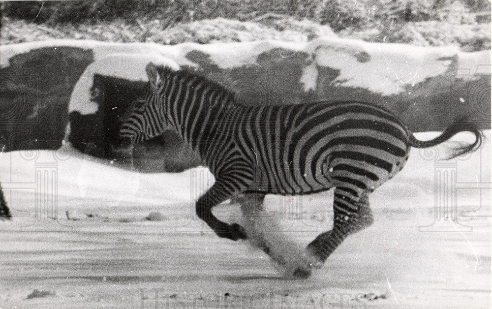 1954 Detroit Zoo Zebra Running-Historic Images