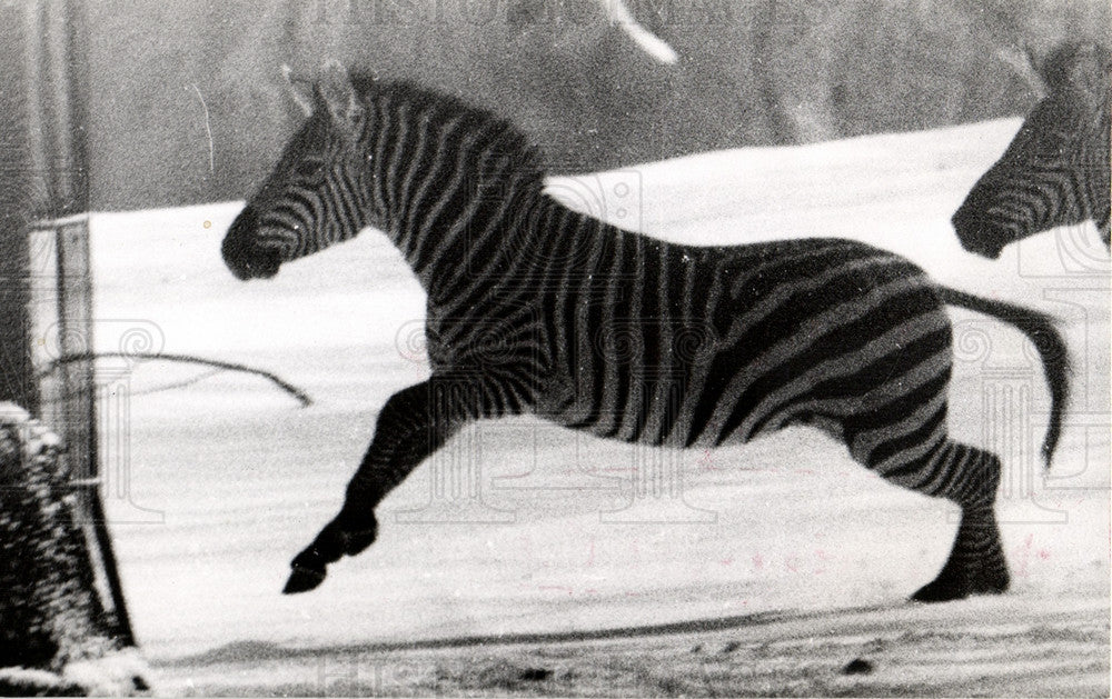 1954 Detroit Zoo Zebras Running-Historic Images