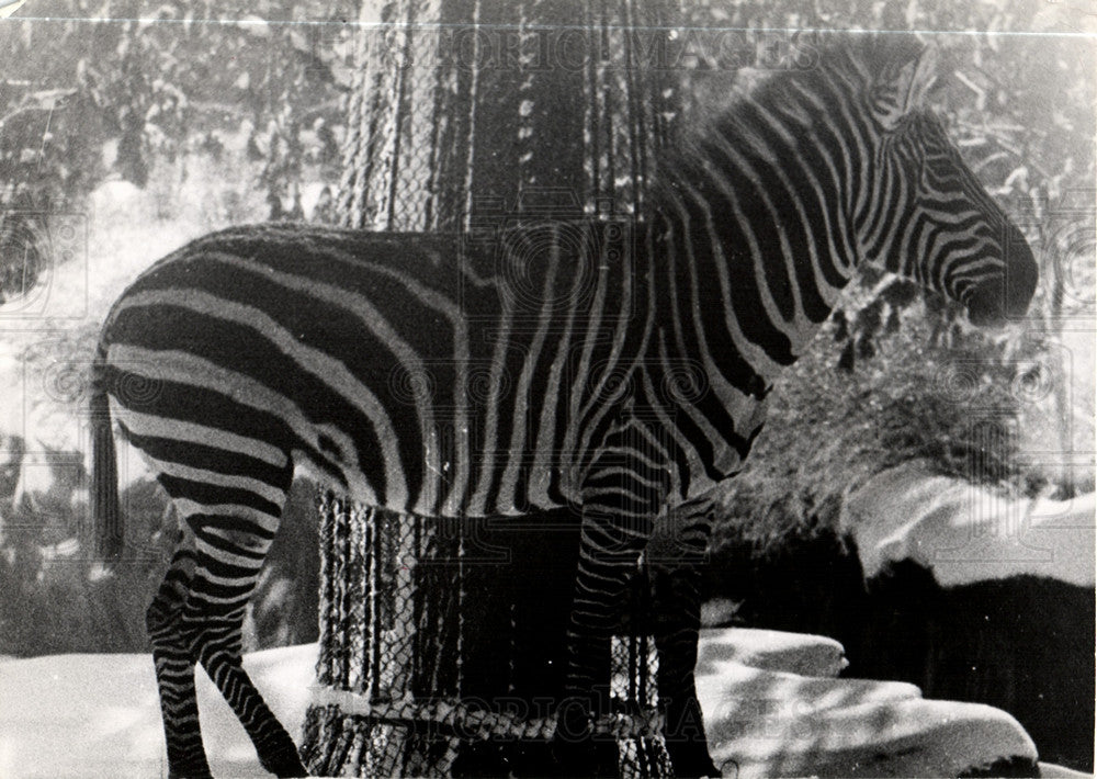 1954 Press Photo detroit zoo zebra - Historic Images