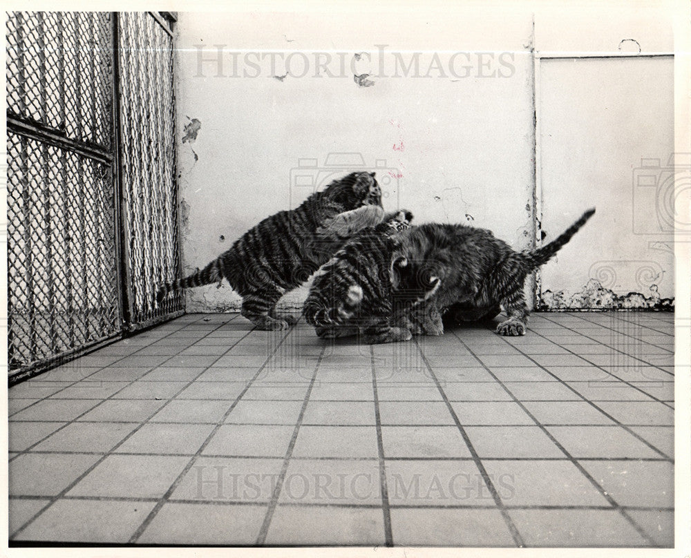 1971 Detroit Zoological Park - Historic Images