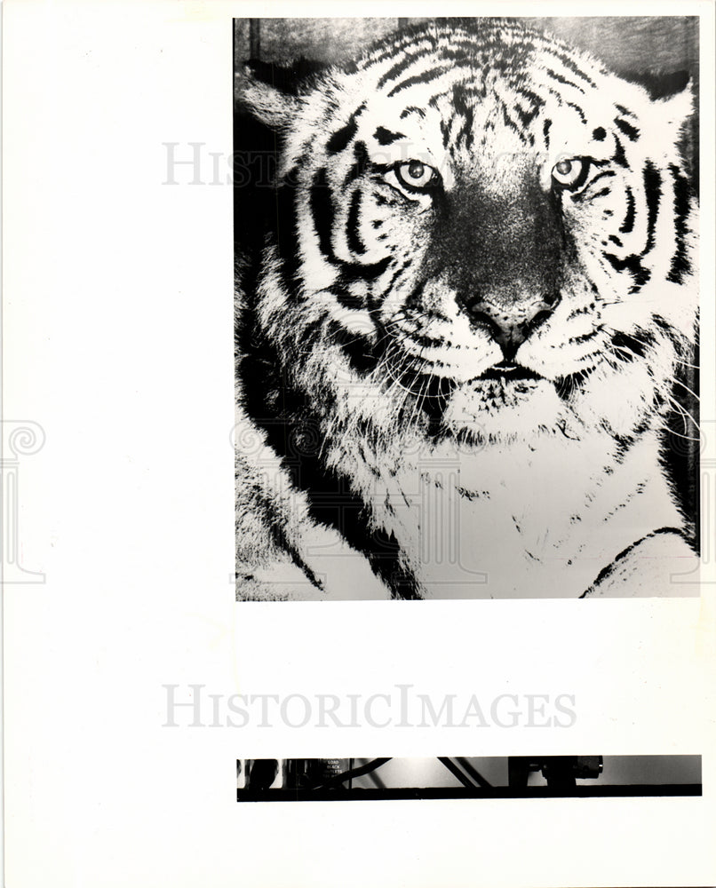 1983 Press Photo Detroit Zoo Michigan Tiger Animal US - Historic Images